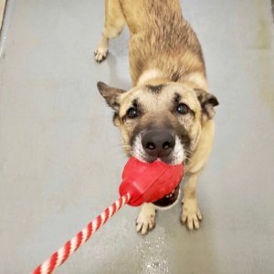 USA-K9 Grenade Shaped Durable Rubber Chew Toy, Treat Dispenser, Reward Toy