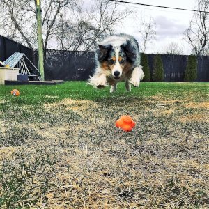 Crazy Bounce Ultra Durable Rubber Chew & Retrieving Toy