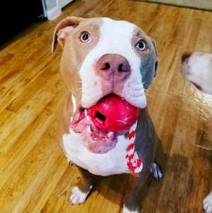 USA-K9 Cherry Bomb Durable Rubber Chew Toy, Treat Dispenser, Reward Toy, Tug Toy, and Retrieving Toy