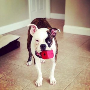 MKB Dice Toy Durable Rubber Chew Toy & Treat Dispenser