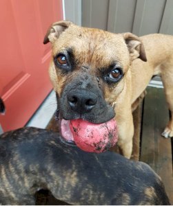 Asteroid Ultra Durable Rubber Chew Toy
