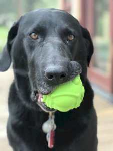 Bull Frog Dog Chew Toy & Treat Dispenser