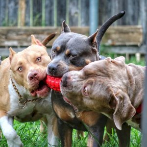 USA-K9 Puppy Grenade Durable Rubber Chew Toy & Treat Dispenser for Teething Pups