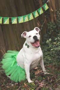 Green Christmas Dog Tutu Skirt (XS)