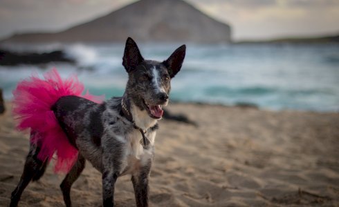 Hot Pink Dog Tutu Skirt (Small)