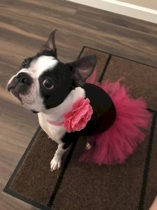 Hot Pink Dog Tutu Skirt (Small)