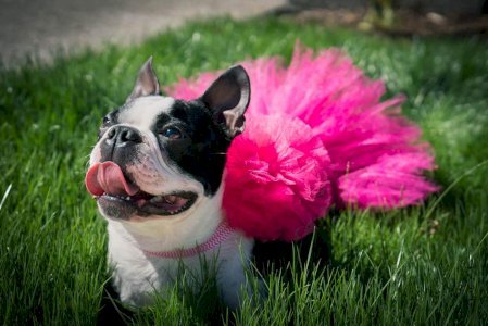 Hot Pink Dog Tutu Skirt (Medium)