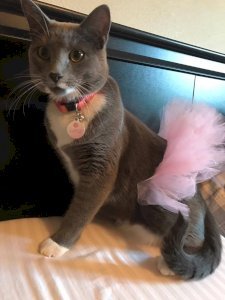 Light Pink Dog Tutu Skirt (XXL)