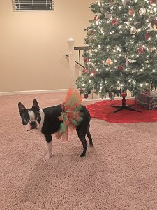 Red and Green Christmas Dog Tutu Skirt (XS)