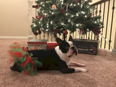 Red and Green Christmas Dog Tutu Skirt (Medium)