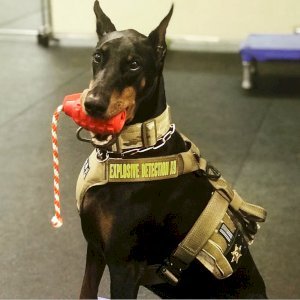 USA-K9 Grenade Durable Rubber Chew Toy, Treat Dispenser, Reward Toy, Tug Toy, and Retrieving Toy