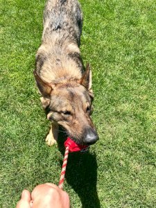 USA-K9 Grenade Durable Rubber Chew Toy, Treat Dispenser, Reward Toy, Tug Toy, and Retrieving Toy