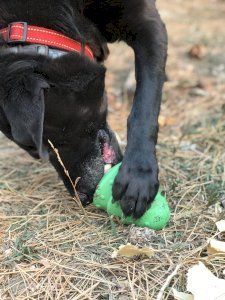 Christmas Tree Dog Toy - Durable Rubber Chew Toy