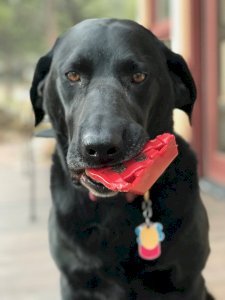 Cherry Pie Nylon Dog Chew Toy for Aggressive Chewers