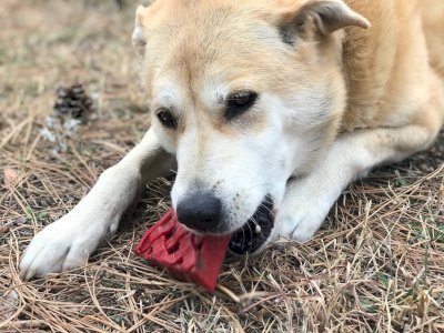 Cherry Pie Nylon Dog Chew Toy for Aggressive Chewers
