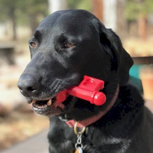 Key to My Heart Ultra Durable Nylon Dog Chew Toy