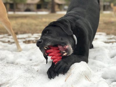 Christmas Tree Nylon Dog Chew Toy for Aggressive Chewers  & FDA Compliant