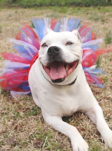Red/White/Blue 4th Of July Dog Tutu Skirt (Small)