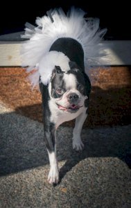 White Bridal Dog Tutu Skirt (Medium)