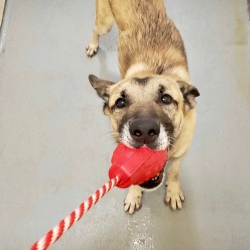USA-K9 Grenade Shaped Durable Rubber Chew Toy, Treat Dispenser, Reward Toy