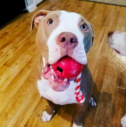 USA-K9 Cherry Bomb Durable Rubber Chew Toy, Treat Dispenser, Reward Toy, Tug Toy, and Retrieving Toy