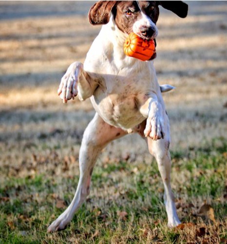 Jack O' Lantern Dog Toy - Durable Halloween Chew Toy for Large Dogs
