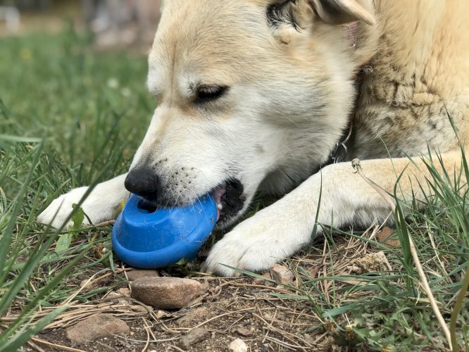 SN Flying Saucer Durable Rubber Chew Toy & Treat Dispenser