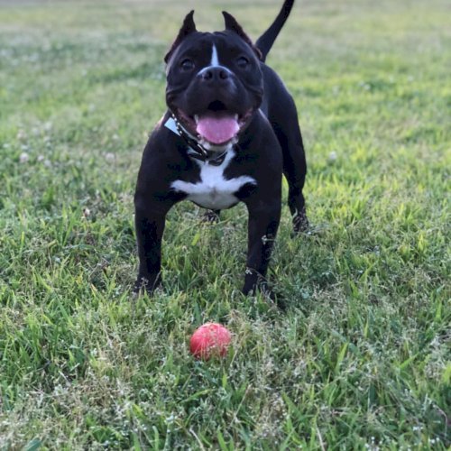 Asteroid Ultra Durable Rubber Chew Toy