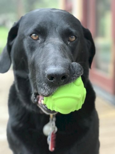 Bull Frog Dog Chew Toy & Treat Dispenser