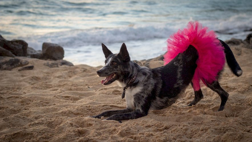 Hot Pink Dog Tutu Skirt (Small)