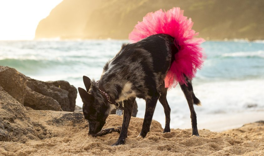 Hot Pink Dog Tutu Skirt (Small)