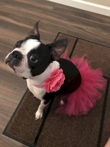 Hot Pink Dog Tutu Skirt (Small)