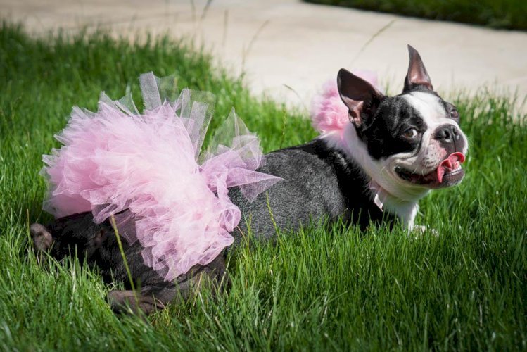 Light Pink Dog Tutu Skirt (XL)