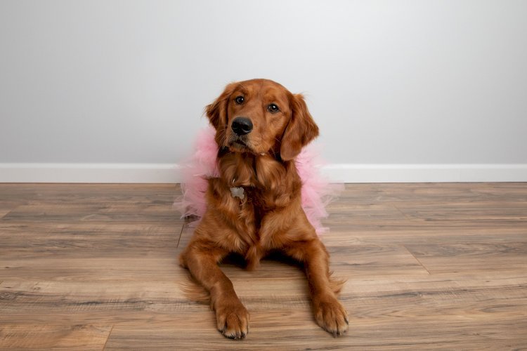 Light Pink Dog Tutu Skirt (XL)