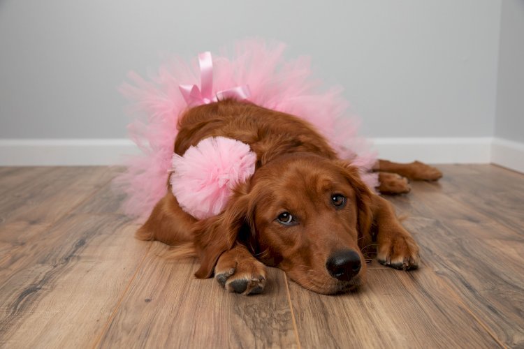 Light Pink Dog Tutu Skirt (XXXL)