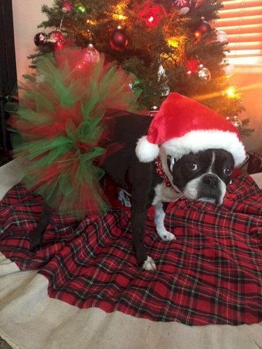 Red and Green Christmas Dog Tutu Skirt (Small)