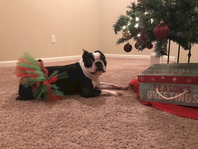 Red and Green Christmas Dog Tutu Skirt (Medium)