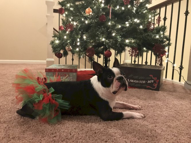 Red and Green Christmas Dog Tutu Skirt (Large)
