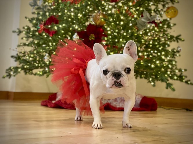 Red Christmas Dog Tutu Skirt (XL)