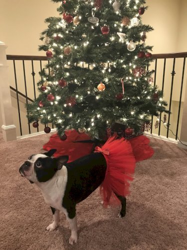 Red Christmas Dog Tutu Skirt (XL)