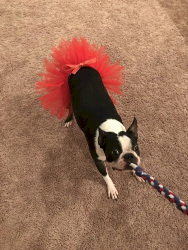 Red Christmas Dog Tutu Skirt (XL)
