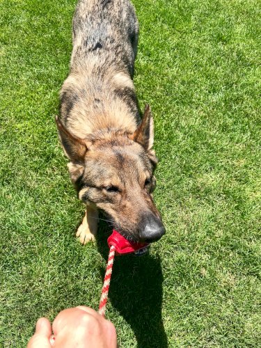 USA-K9 Grenade Durable Rubber Chew Toy, Treat Dispenser, Reward Toy, Tug Toy, and Retrieving Toy