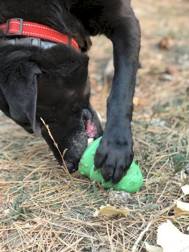 Christmas Tree Dog Toy - Durable Rubber Chew Toy