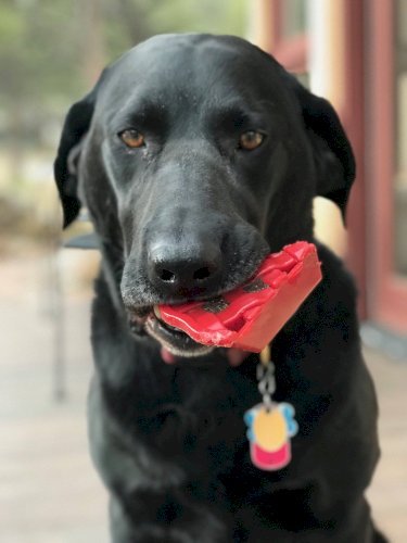 Cherry Pie Nylon Dog Chew Toy for Aggressive Chewers