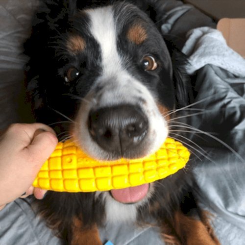 Corn on the Cob Nylon Dog Toy for Aggressive Chewers