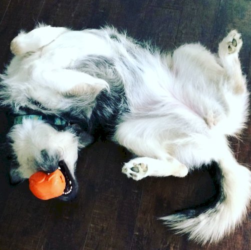 Roasted Turkey Dog Chew Toy & Treat Dispenser