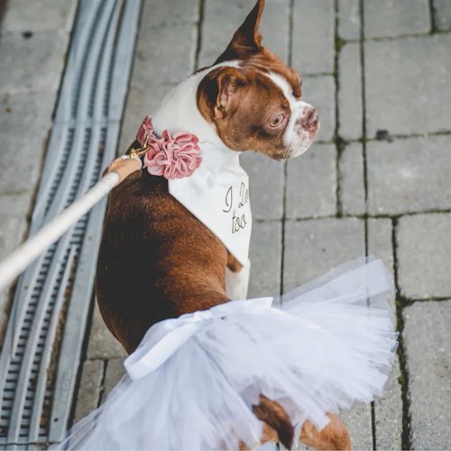 White Bridal Dog Tutu Skirt (Large)